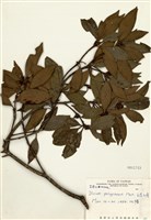 藏品(白花八角)的圖片